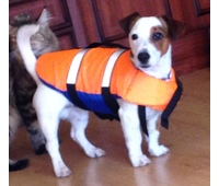 Спасательный жилет для собак